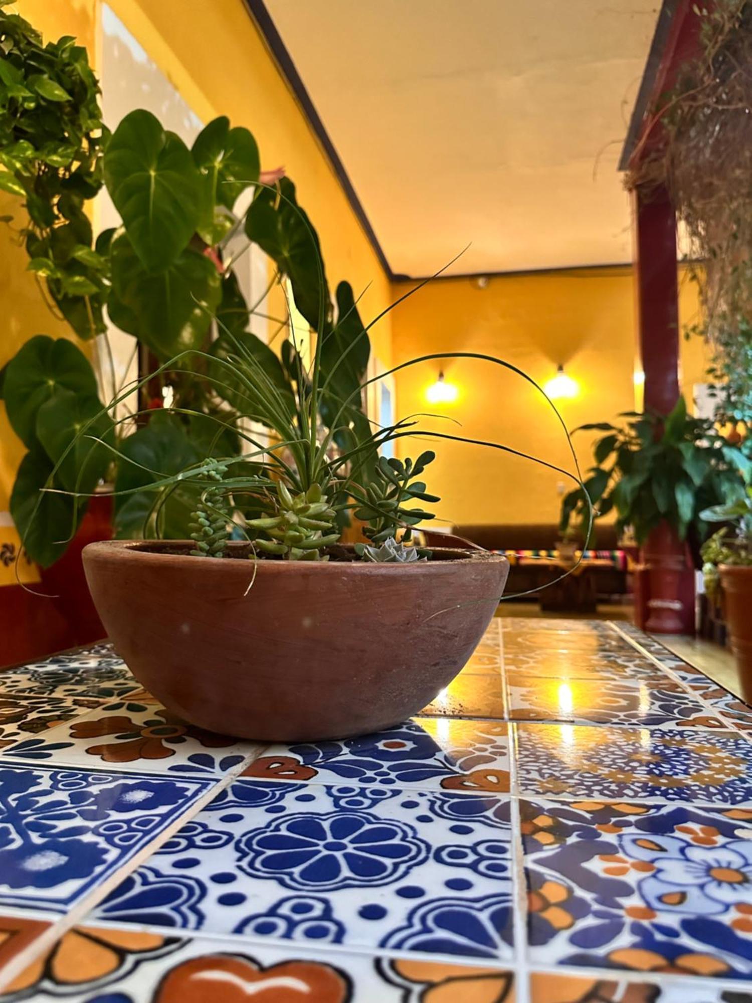 Copa De Oro Hotel Boutique Mascota Kültér fotó